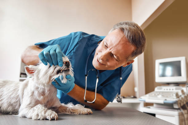 Best Walk-In Emergency Dentist in Tainter Lake, WI